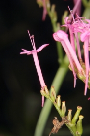 Rote Spornblume (Centranthus ruber) 